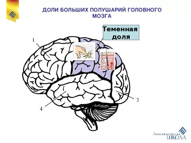 Теменная область поражения. Центры теменной доли мозга. Темная Толя головного мозга. Доли больших полушарий.