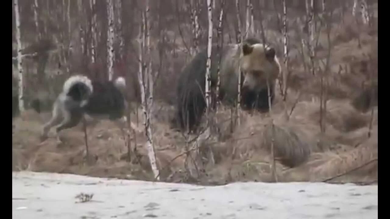 Видео собака привела медведей. Собака против медведя бои.