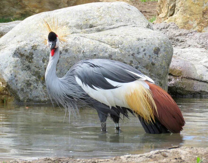 Национальная птица бельгии 9 букв. Райская красавка журавль. Grey crowned Crane. Восточный венценосный журавль. Голубой журавль ЮАР.
