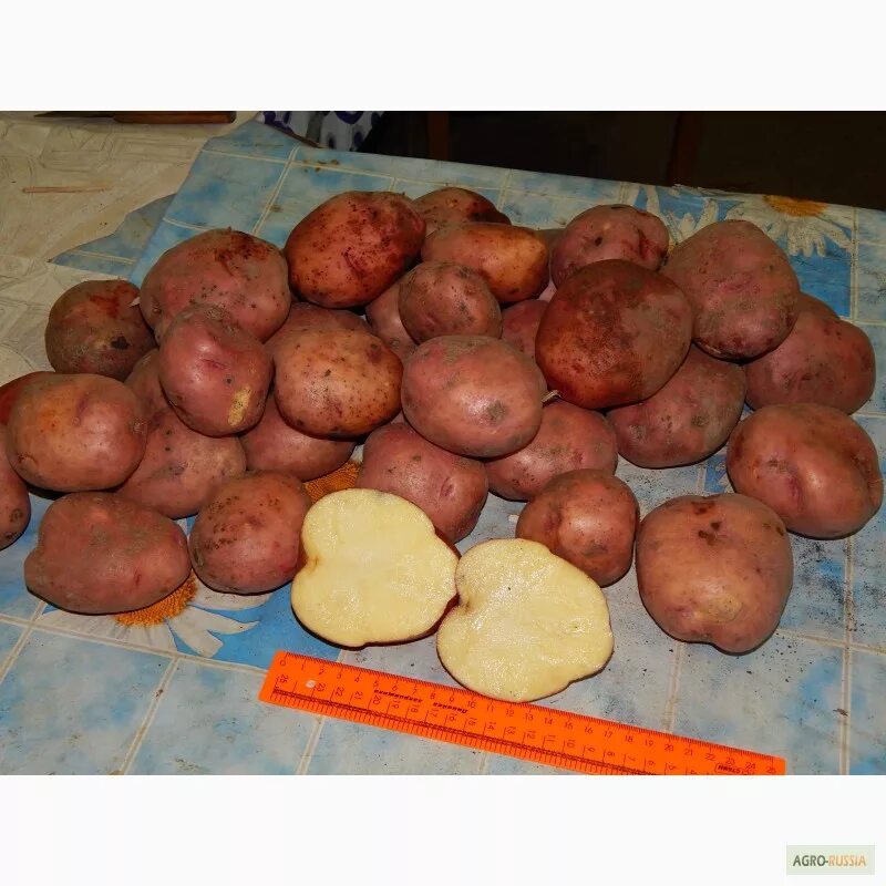 Картофель сорт журавинка отзывы. Сорт картофеля журавинка. сорт картошки журавинка. журавинка картофель характеристика. картофель журавинка фото.