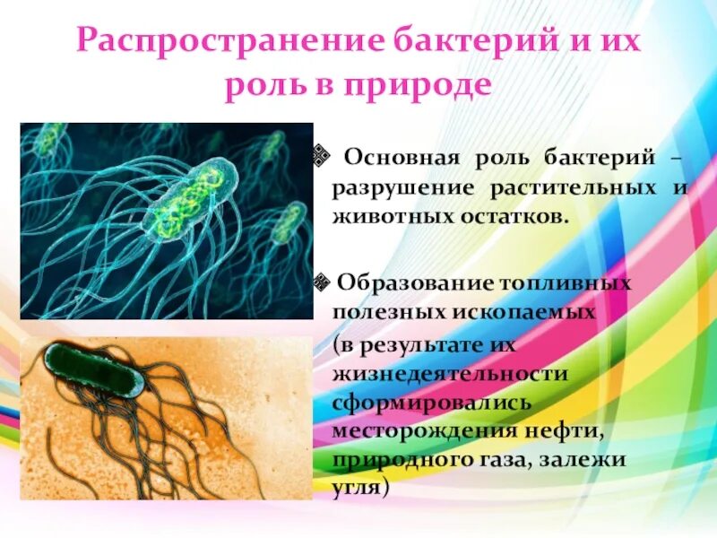 Распространение бактерий. Разнообразие бактерий их распространение в природе. Распространение бактерий в природе. Способы распространения бактерий.