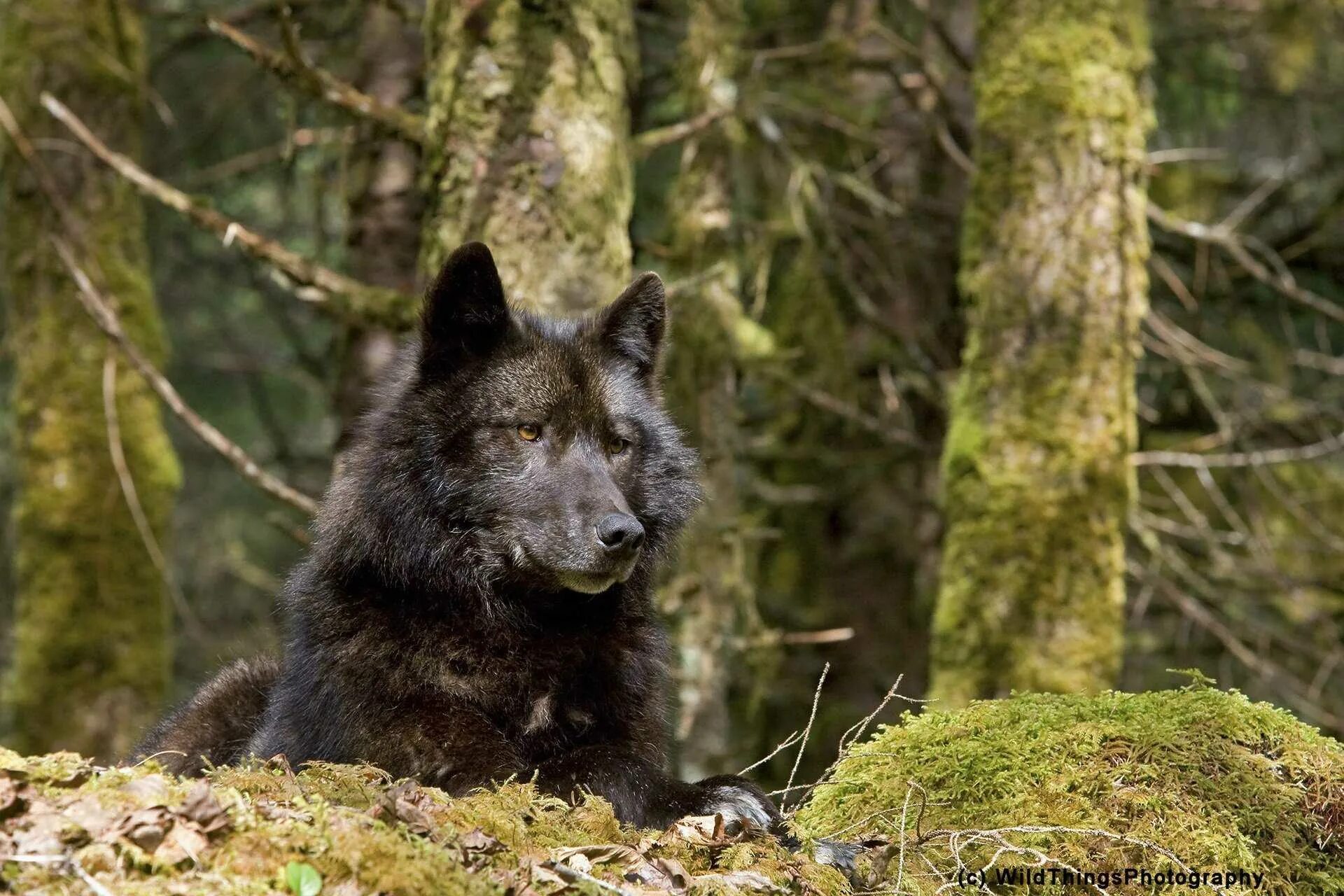 Самый главный волк. Канадский волкособ вольфхунд. Канадский черный Бизоний волк. Черные волки Аляска. Саарлосский вольфхунд.