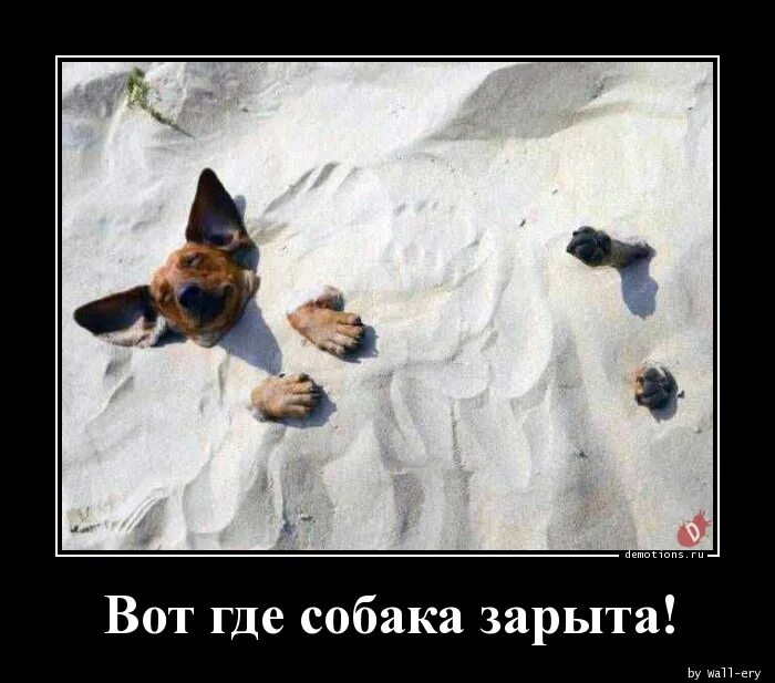 Вот где собака зарыта значение. Кот где собака закрыта. где собака зарыта. так вот где собака зарыта. вот где собака зарыта картинки.