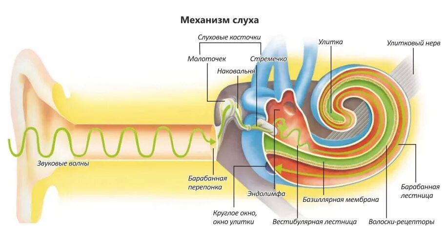 Слух и восприятие звука. Механизм слуха. Схема звукопроведения. Звукопроведение и звуковосприятие. Схема звукопроведения анатомия.