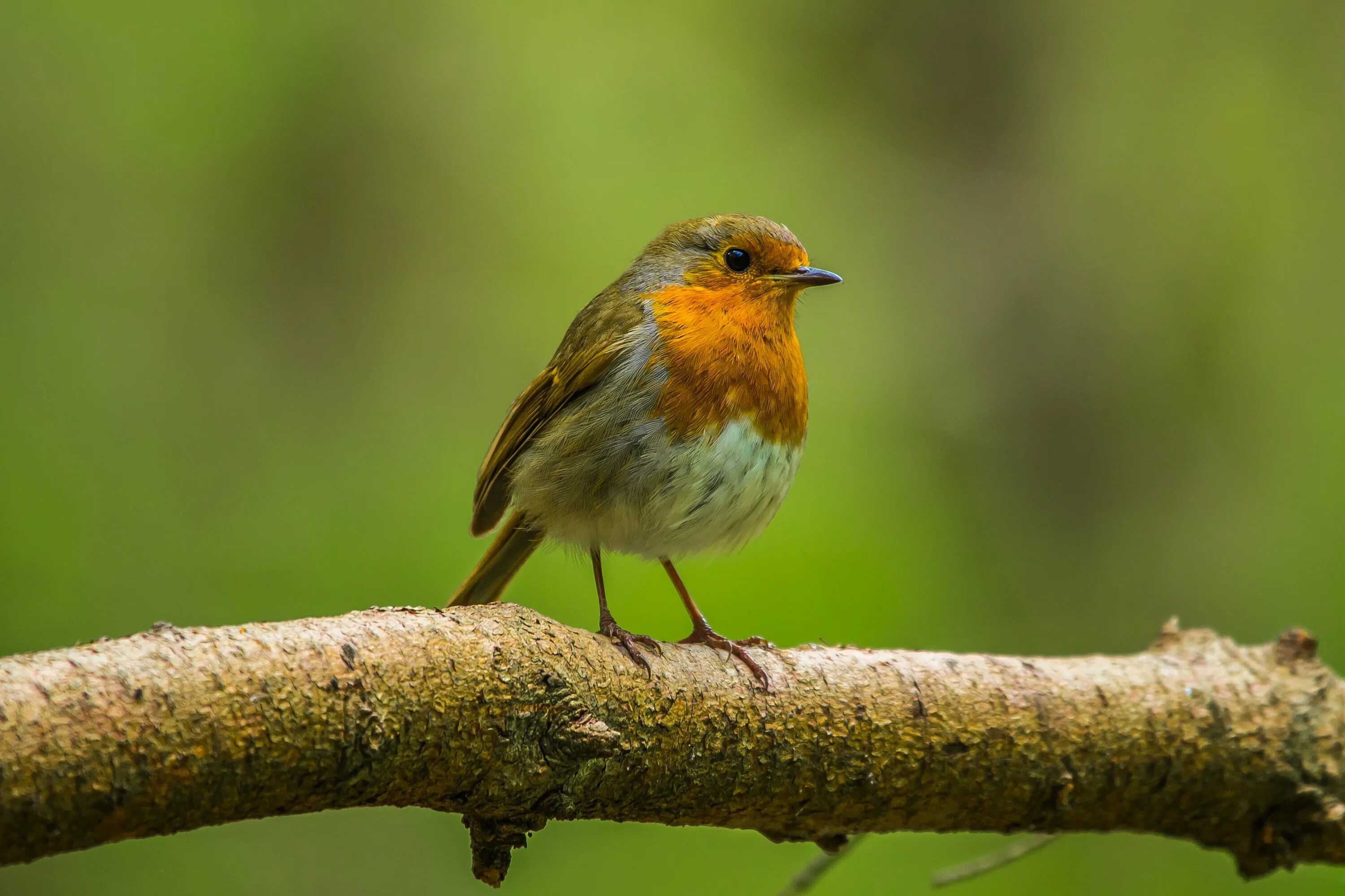 Full bird. Птица Зарянка Малиновка. Зарянка горихвостка. Robin Redbreast птица. Зарянка Малиновка мухолов.