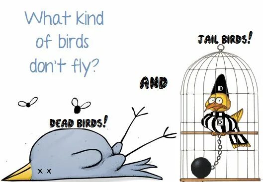 Kind birds. Jailbird. What kind of Bird are you. What kind of Bird is this. What is the Bird doing it is Flying.