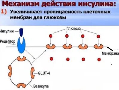 Проницаемость клеточных мембран для глюкозы