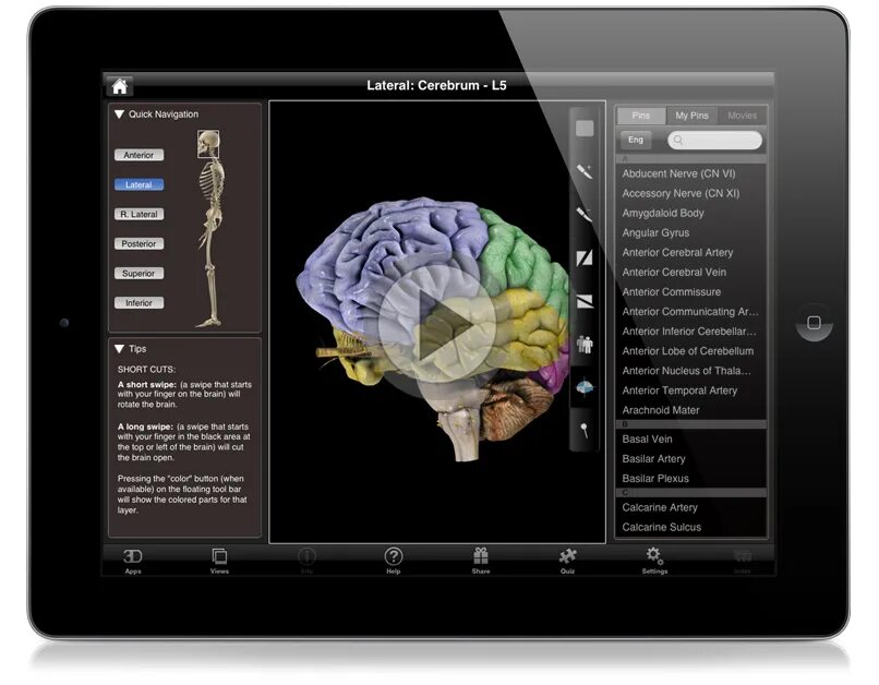 Приложение Brain схема. Human Brain Atlas. Brain Pro Revenge. Anatomy Learning Pro.