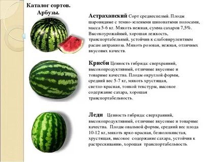 Систематика арбуза