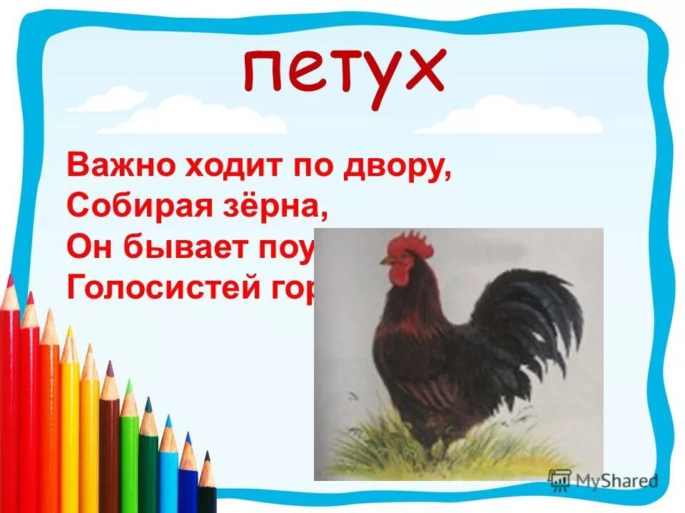 Важный петух