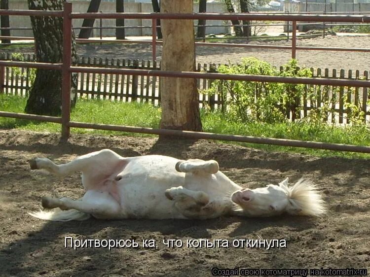 Кровеносные сосуды в копытах лошади. Копыта отбросить значение откуда пошло. Копыта отбросить значение откуда пошло. Работаю как лошадь. Конское копыто.