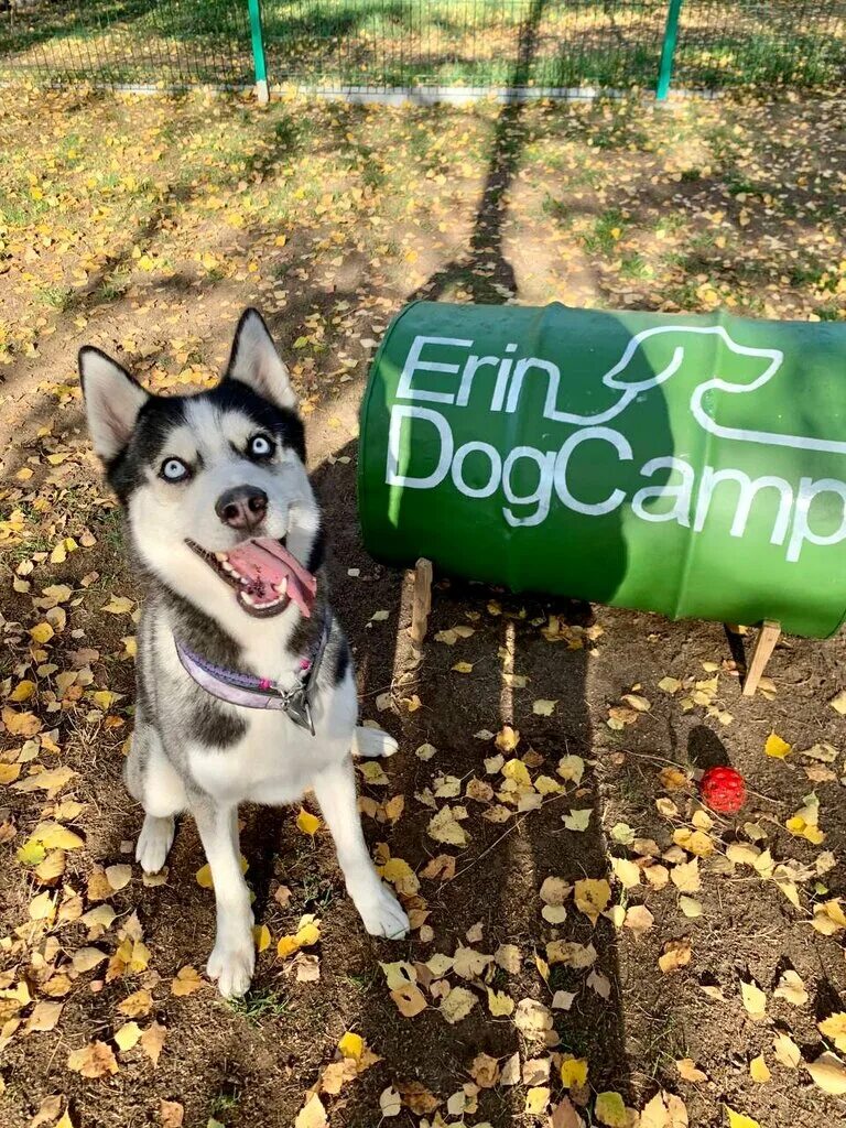 Ерин дог кемп московская область. Ерин дог кемп московская область. Tent camping with dogs. Ерин дог. Лабрадор в палатке.
