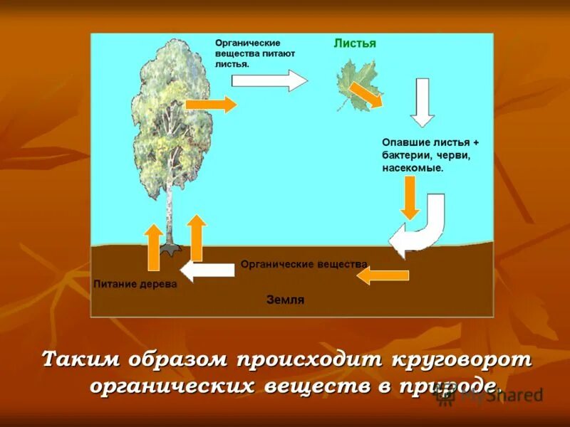 4 круговорот веществ в природе