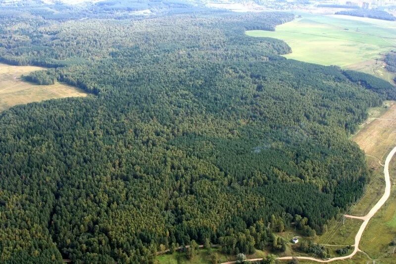 Тайга высота над уровнем моря. Кунеевский лес. Лес с высоты. Лес вид с самолета. Лес с высоты птичьего полета.