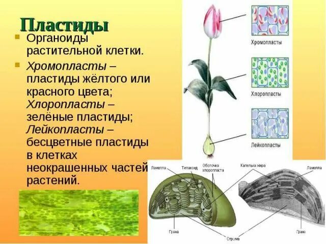 Красные хлоропласты. Пластиды растительной клетки хромопласты. Хлоропласты хромопласты лейкопласты. Хлоропласты Лейко пласыт. Хлоропласты хромопласты лейкопласты таблица.