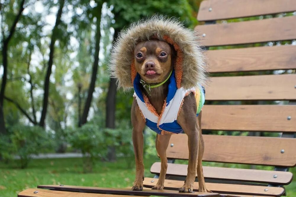 Сибирский хаски щенки. Щит шо собака. Собака шо. Собака шо. Сибирский хаски с гетерохромией.