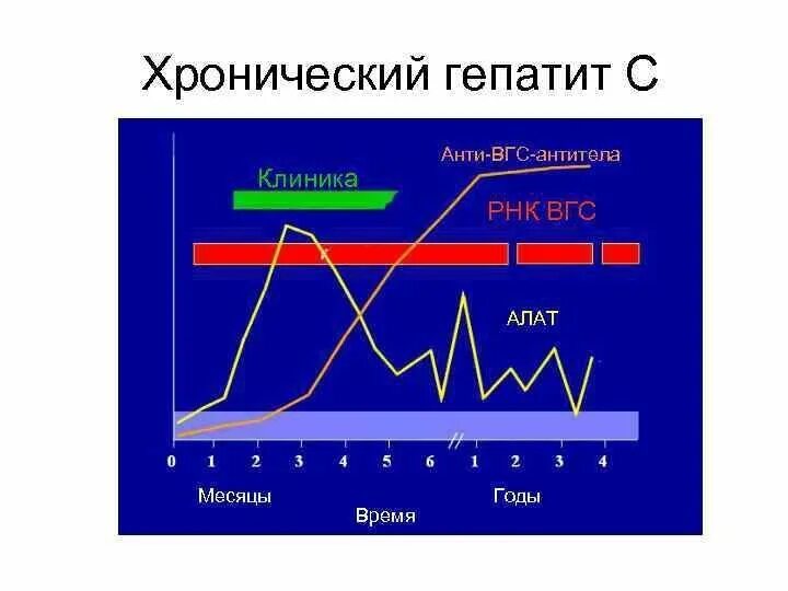 Антитела к hepatitis c. Антитела при гепатите в. динамика появления антител к гепатиту с. антитела к вирусному гепатиту с. гепатит с антитела к вгс.