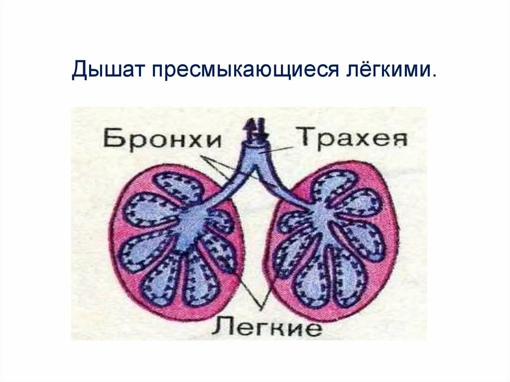 Ячеистое строение легких. Строение лёгких пресмыкающихся. ячеистое строение легких у пресмыкающихся. строение лёгких рептилий. строение легких у пресмыкаю.