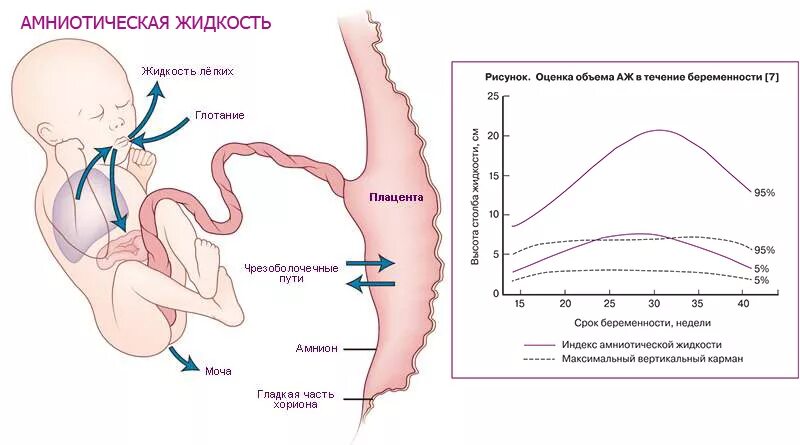 Сколько должно отходить вод. Механизм образования околоплодных вод. Амниотическая жидкость на УЗИ. Околоплодные воды строение и функции. Околоплодные воды ИАЖ.