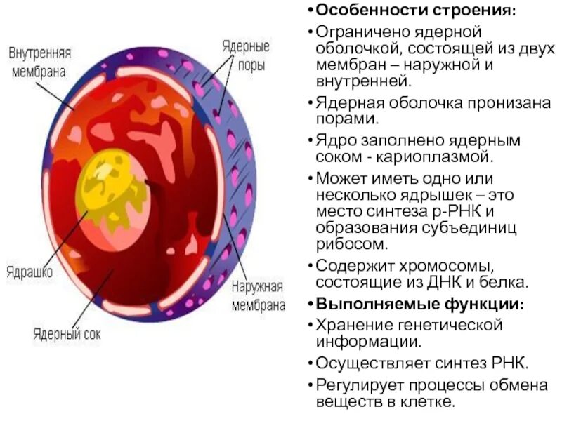 Строение мембраны ядра. Мембраны ядерной оболочки внутренняя и внешняя. Ядерная мембрана ядро клетки. Структура мембраны ядра. Строение ядра типы ядер