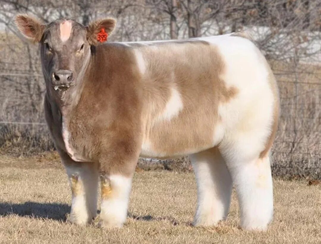 Порода Айова теленок. Штат Айова-плюшевая корова. Айова порода коров. Лотнера (Lautner Farms коровы.