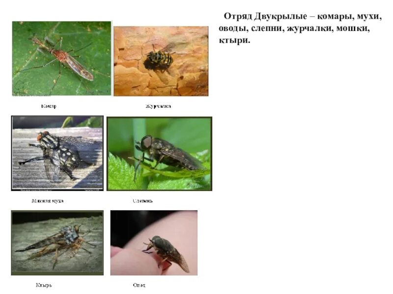 Двукрылые мухи комары слепни. Мухи комары слепни относятся к отряду. Муха комар. Летнее расписание мухи комары. Комар членистоногие двукрылые