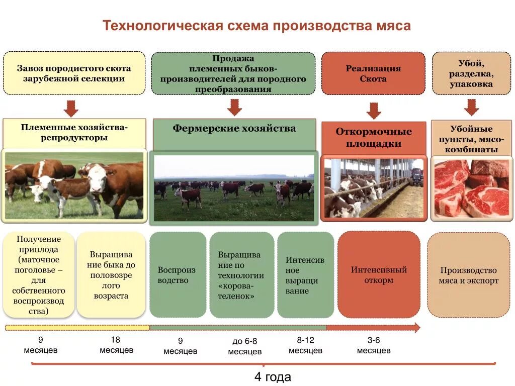 Основные сельскохозяйственные производители. Технология выращивания КРС схема. Производственный процесс выращивания крупного рогатого скота. Крестьянское фермерское хозяйство. Продукция животноводства схема.