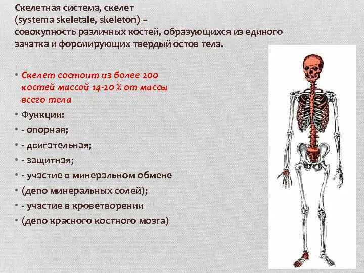 Скелетная система. Скелетная система человека состоит из. Подсистемы скелета. Скелетная система ее функции части скелета. Скелет участвует в минеральном обмене