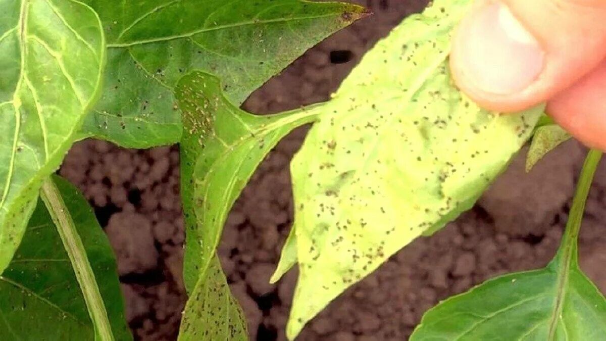 фитофтороз рассады перцев. антракноз рассады перца. листья перца в дырочках что делать. болезни рассады перцев тля. дырочки на листьях перца в теплице.