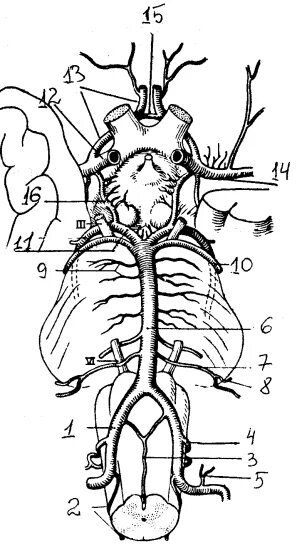 Артерии основания мозга. Ветви базилярной артерии схема. Строение базилярной артерии. Кровоснабжение головного мозга анатомия. Анатомия базилярной артерии сегменты.