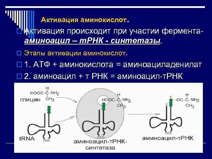 Реакция активации аминокислот. Активизация аминокислот при биосинтезе белка. Активация аминокислот при биосинтезе белка биохимия. Активация и транспорт аминокислот.