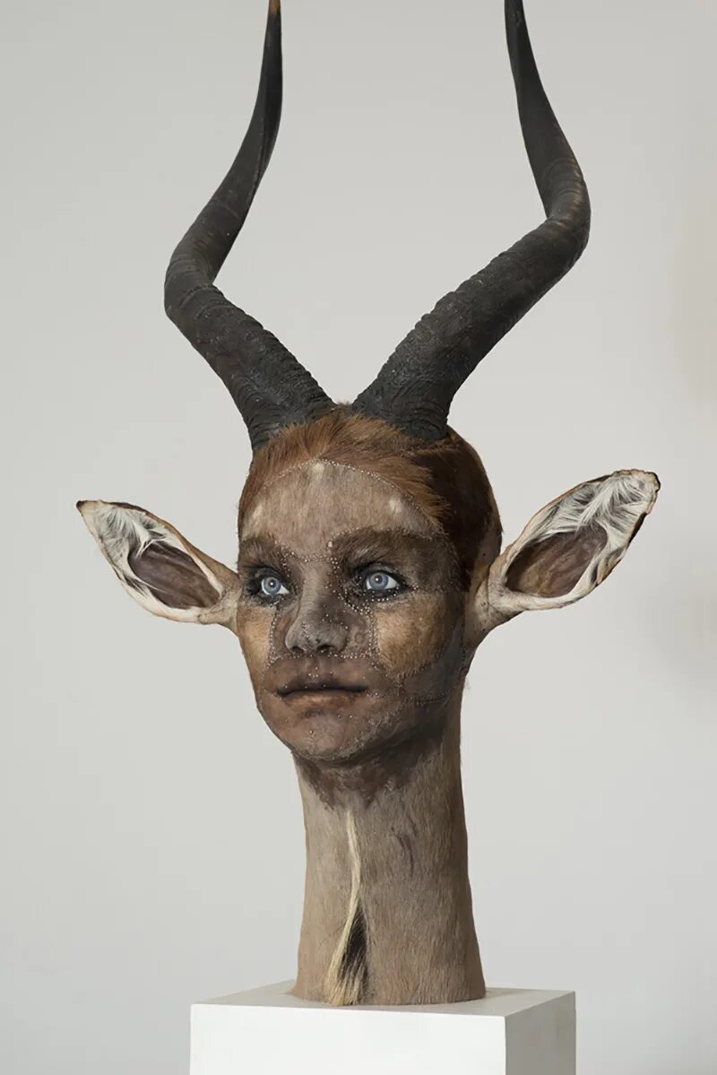 таксидермия с человеческим лицом. животные с человеческим лицом. звери с человеческими лицами. кейт кларк таксидермия. кейт кларк таксидермия.