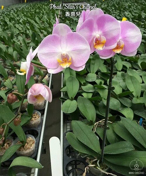 Орхидея Phalaenopsis Chanel, multiflora