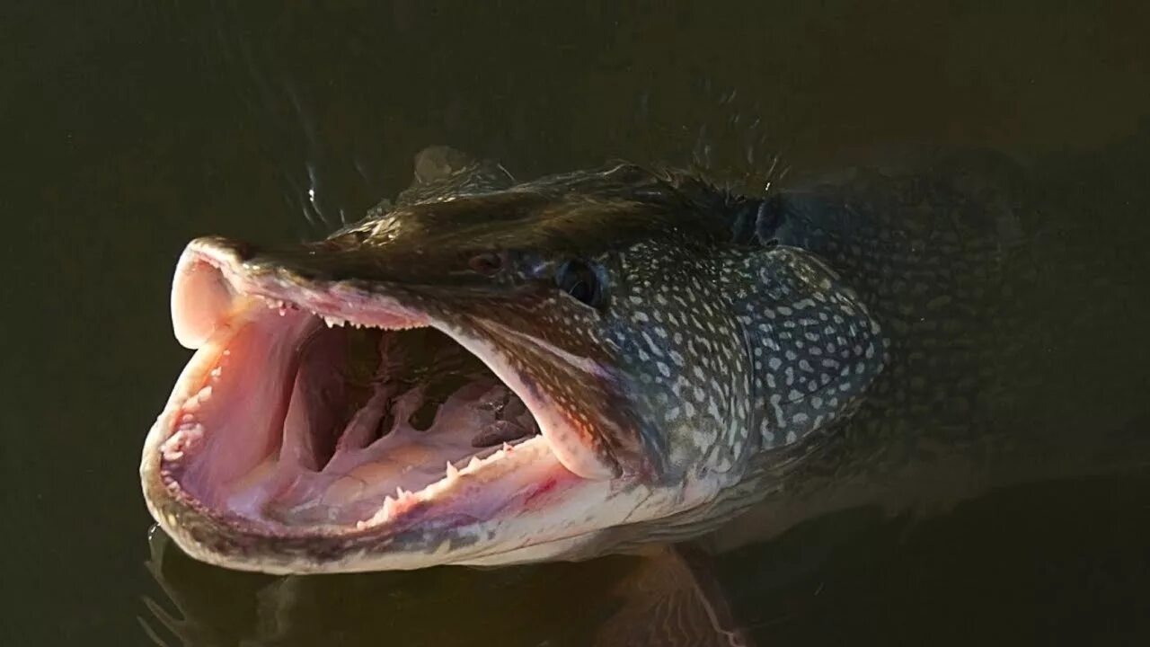 Рыба открыла рот. Рот карпа. Рыба со ртом. Рыба открыла рот. Рыба со ртом.