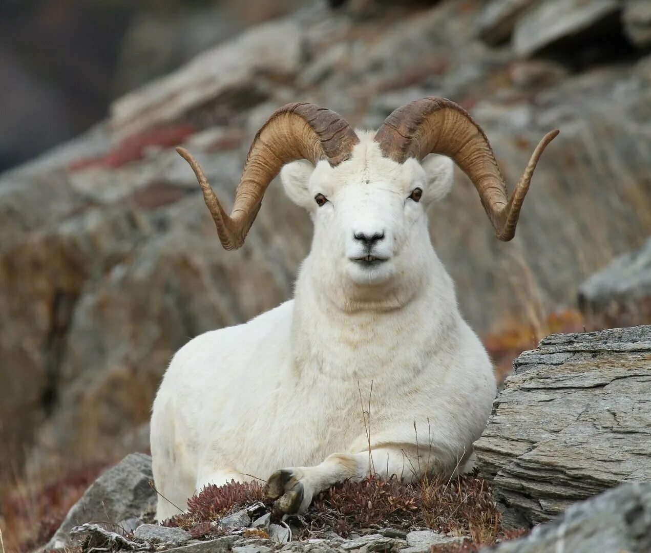 Овцы линкольн. Овца ягненок папа. Восточно фризские овцы. Содержание баранов. Овечья шерсть.