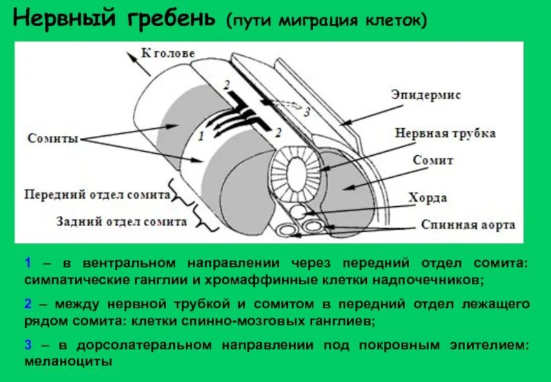 Нервный гребень. Миграция клеток нервного гребня. Нервный гребешок. Нервный гребень гистология. Формирующийся гребень