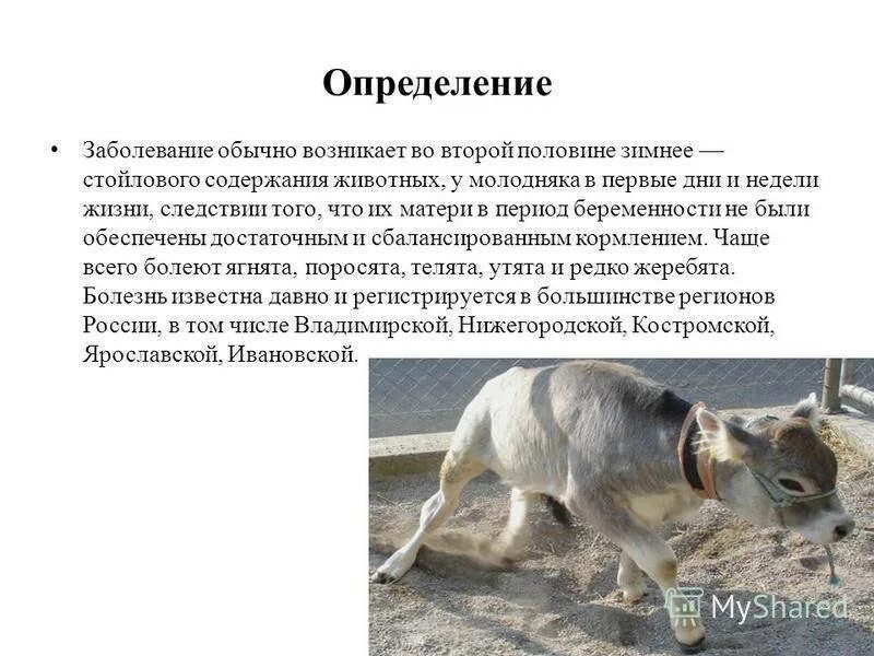 Заболевания ягнят. Патогенез беломышечной болезни ягнят. беломышечная болезнь презентация. этиология беломышечной болезни. беломышечная болезнь телят.