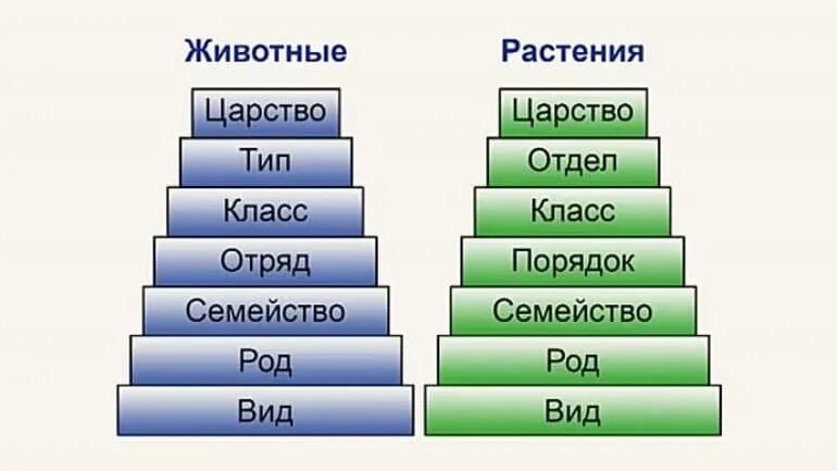 Порядок царства животных. Царство тип класс отряд семейство род. царство тип отдел класс порядок семейство род вид. последовательность род вид царство. вид род семейство отряд класс отдел царство растений.