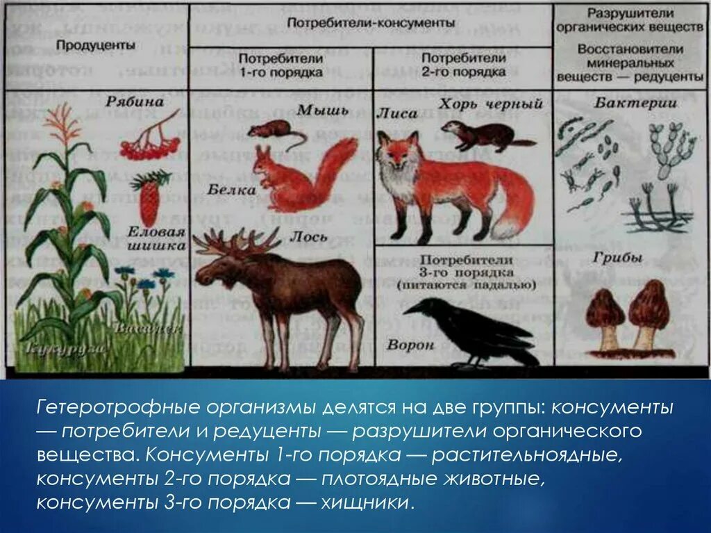 Производители органического вещества в сообществе. Консументы продуценты редуценты 1 2 3 порядка. Консументы 1 2 порядка редуценты таблица. Консументы первого порядка консументы второго порядка редуценты. Продуценты-консументы 1-консументы 2-редуценты/консументы 3.