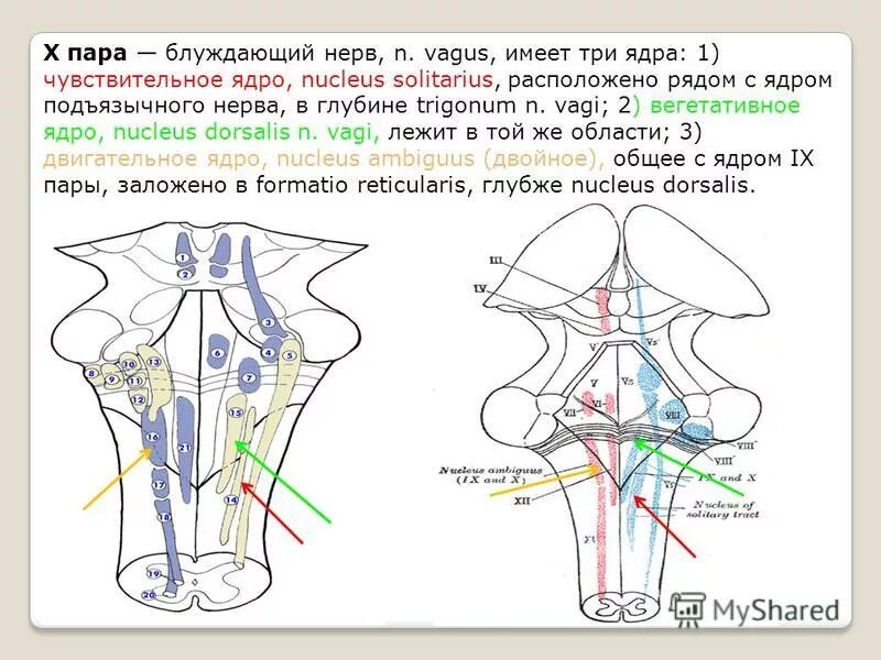 Двойное ядро блуждающего нерва. Блуждающий нерв ядра. Блуждающийинерв функции. Ядра блуждающего нерва располагаются. Ядра блуждающих нервов.