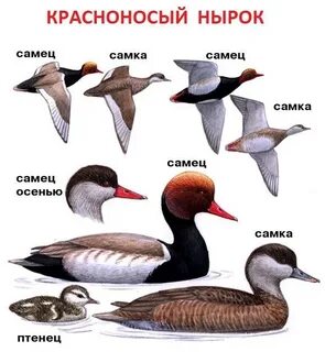 Какие птицы похожи на уток
