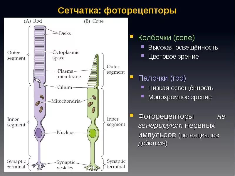 Палочки и колбочки сетчатки глаза строение. Строение колбочки сетчатки. Фоторецепторы (колбочки и палочки) строение. Строение палочки сетчатки. Сетчатка родопсин палочка