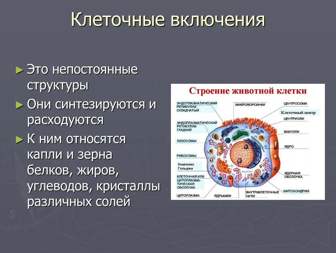 Включения клетки строение и функции. Включения животной клетки функции. Клеточные включения особенности строения. Включения животной клетки строение и функции. Строение клетки функции цитоплазмы