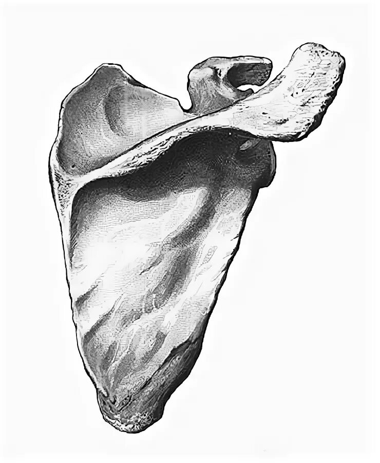 Лопатка человека анатомия. Кости лопатки анатомия. Лопатка анатомия Синельников. Ключица лопатка анатомия Синельников. Лопатка кость анатомия человека.