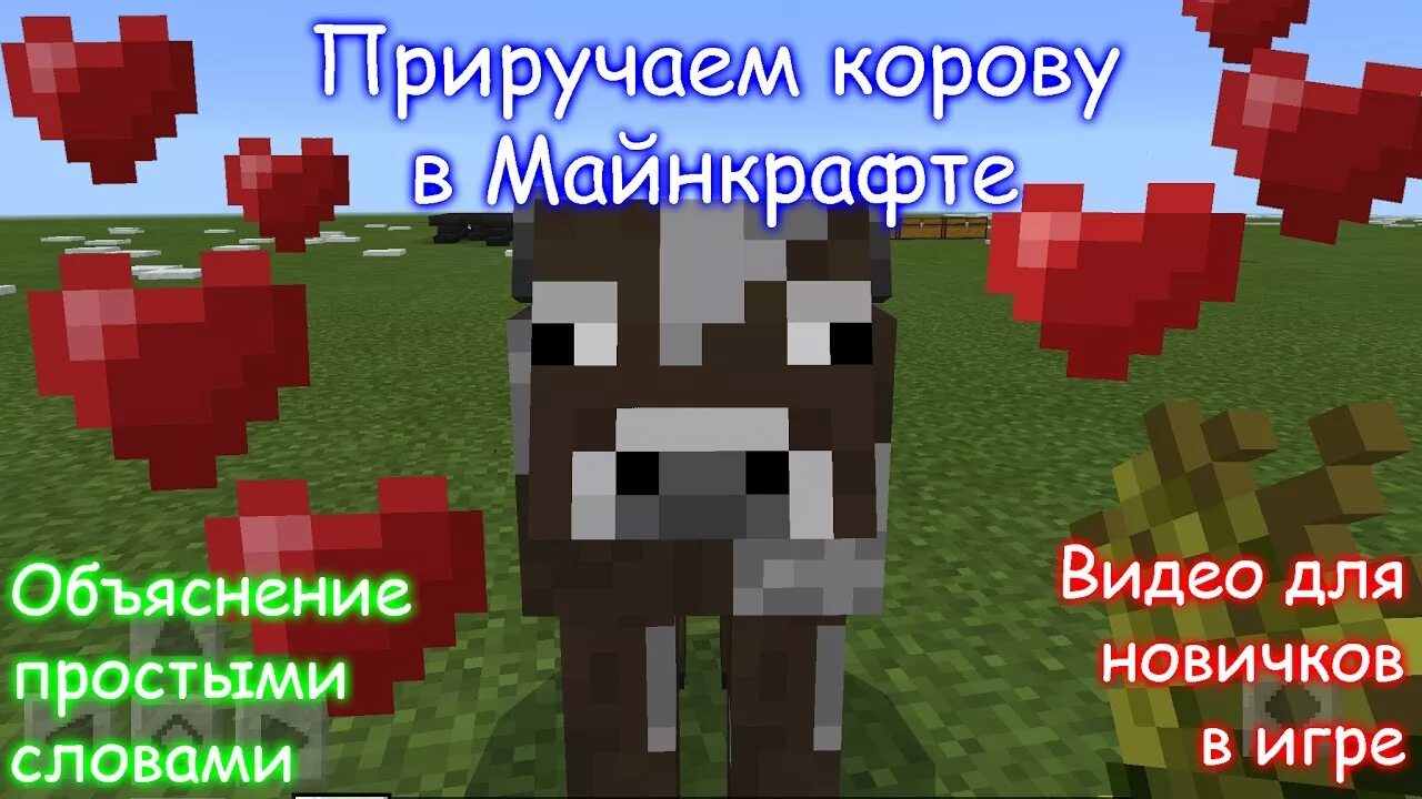 Что в майнкрафте есть корова. Как приручить корову в Minecraft. Корова в МАЙНКРАФТЕ. Как подоить корову в МАЙНКРАФТЕ. Что едят коровы в МАЙНКРАФТЕ.