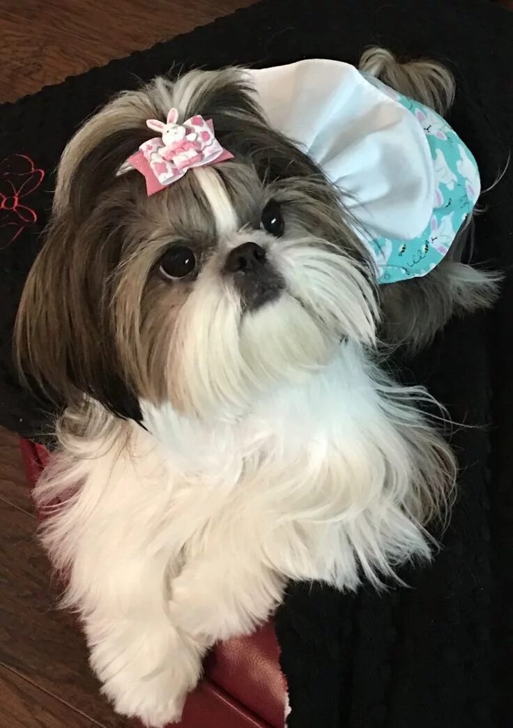 Стрижки ши тцу для девочек. Собачка ши тцу. Лапы ши тцу. Стрижки ши тцу девочки. Собачка ши тцу.