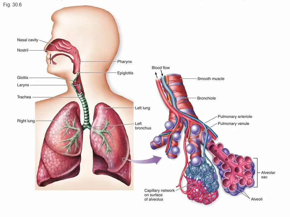 Легочное дыхание строение. Дыхательная система человека. Дыхательная система человека анатомия. Строение органов дыхания. Строение дыхательной системы человека.
