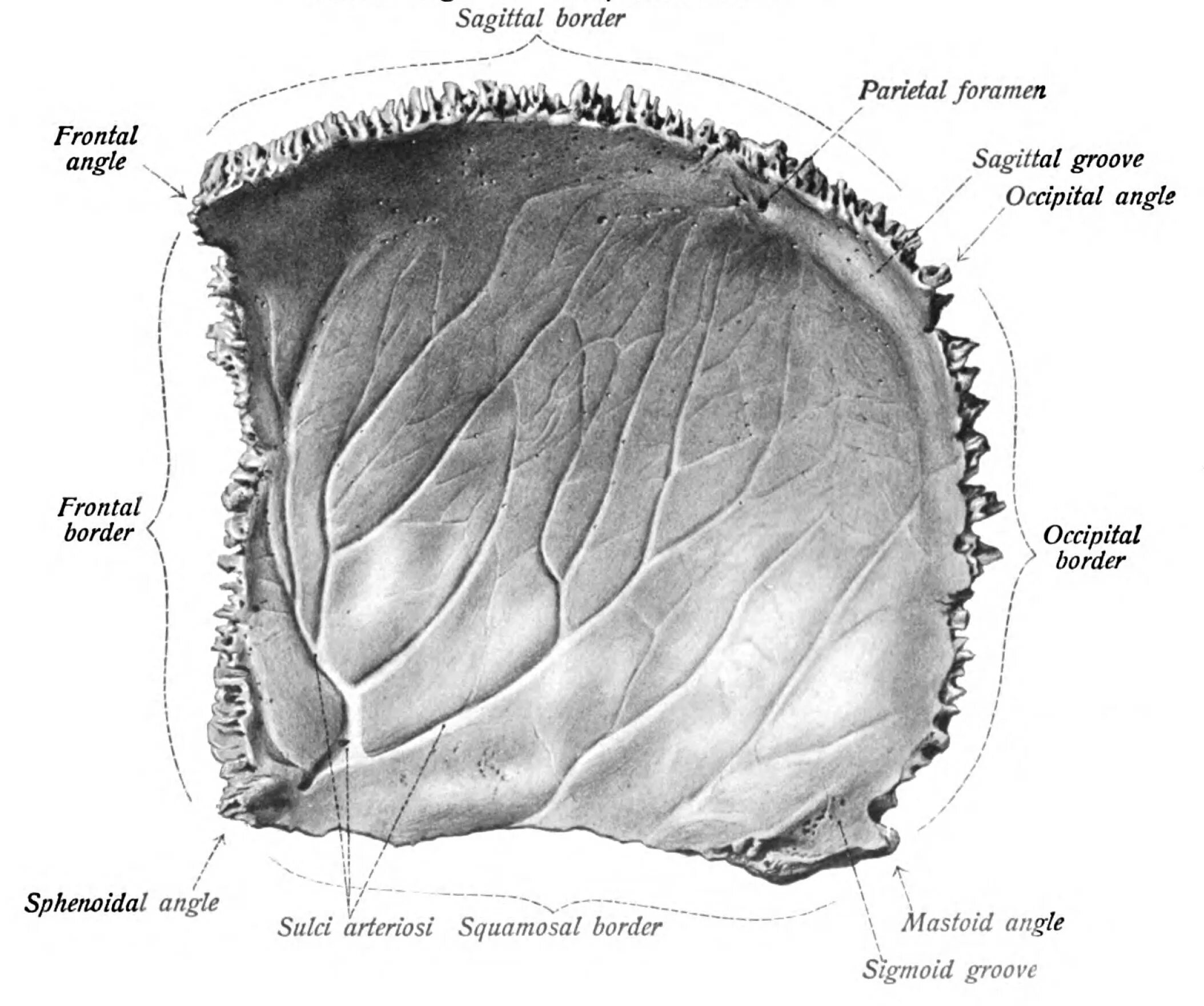 Sulcus sinus латынь. Теменная кость анатомия строение. os parietale анатомия. sulcus sinus sigmoidei теменной кости. борозда сигмовидного синуса теменной кости.