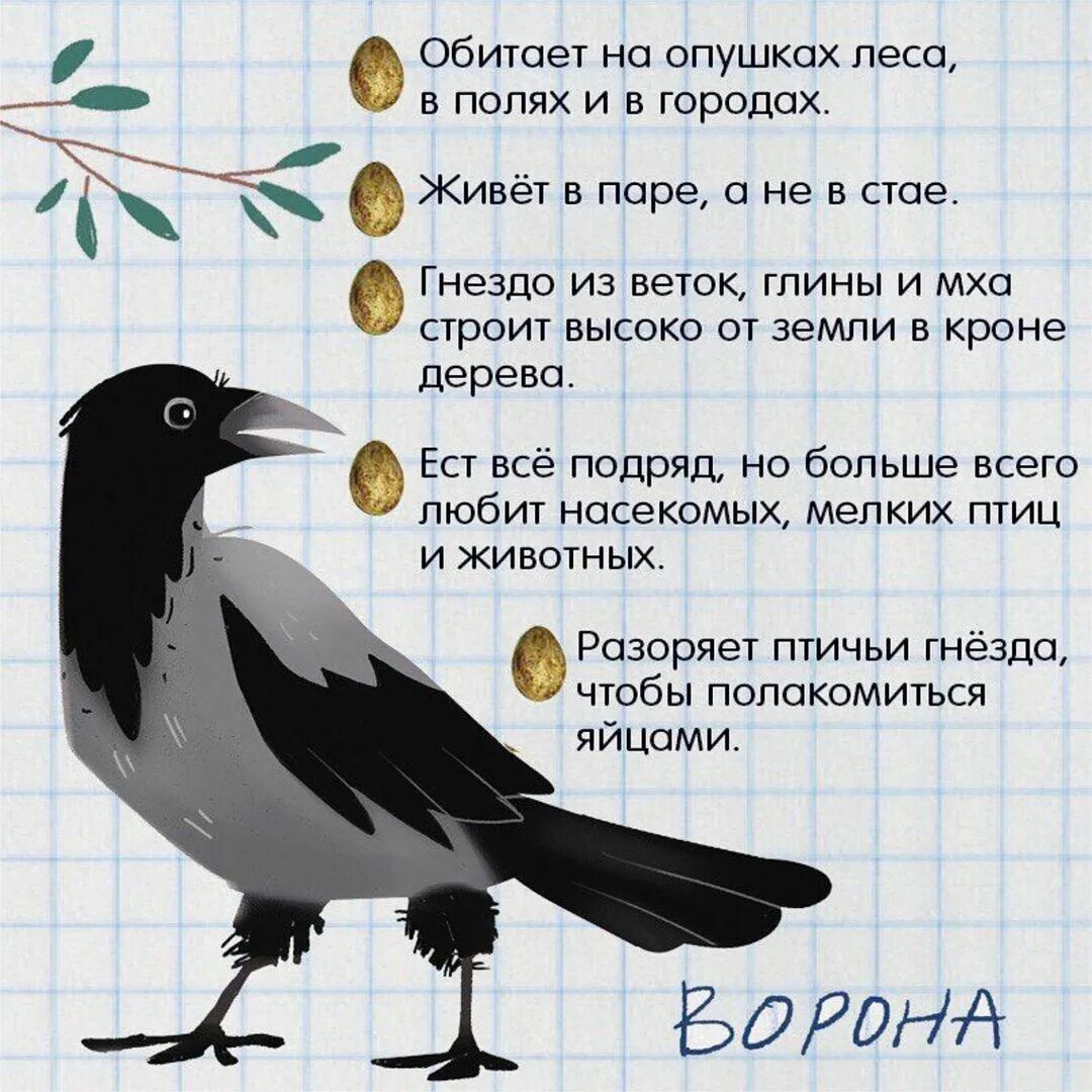 Ворона жила в ларьке. Птичий дневник в картинках. Где живут вороны. Где живет ворона для детей. Птичий дневник в картинках для детей.