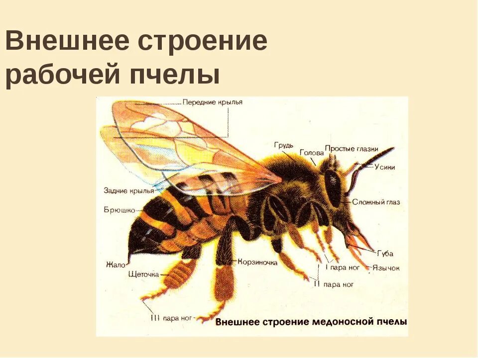 Отделы тела пчелы медоносной. Пчелы Перепончатокрылые строение. Внешнее строение медоносной пчелы. Внешнее строение пчелы 7 класс. Анатомия пчелы медоносной.